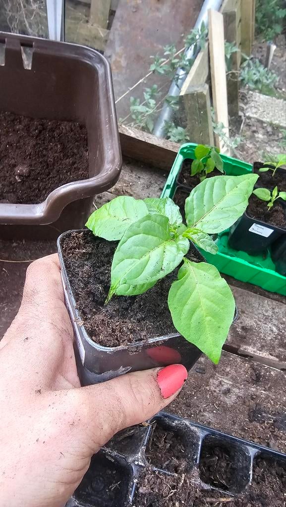Carolina reaper peper plantjes, Tuin en Terras, Planten | Tuinplanten, Ophalen of Verzenden, Eenjarig, Groenteplanten, Volle zon