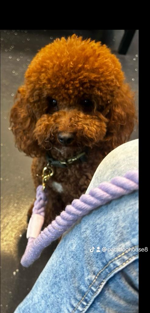 Toy poedel reu fci stamboom, Dieren en Toebehoren, Honden | Dekreuen, Particulier, Reu, 1 tot 2 jaar, Buitenland