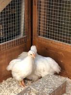 1-3 Grote Witte Wyandotte, Dieren en Toebehoren, Pluimvee, Meerdere dieren, Kip
