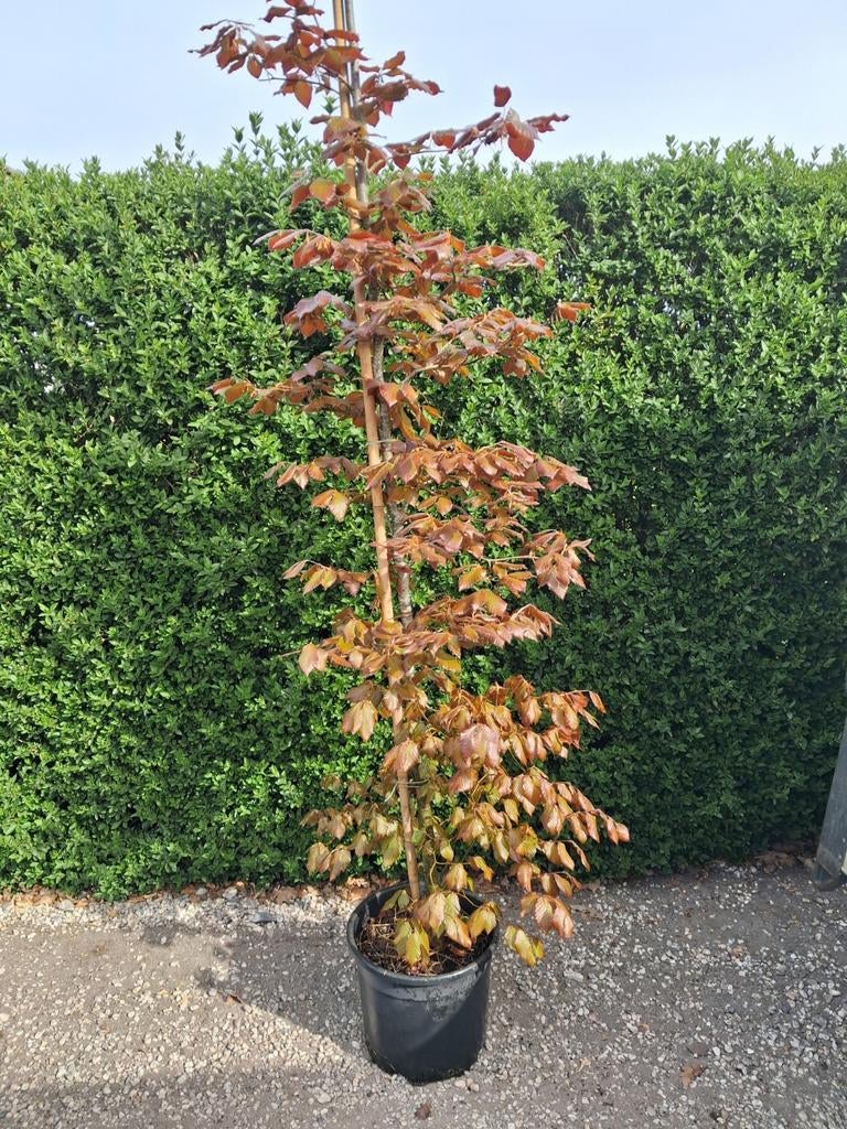 Rode beuk  in pot, Tuin en Terras, Ophalen, In pot, Volle zon, Overige soorten