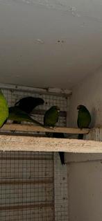 Kakariki’s geelvoorhoofd wildkleur, Meerdere dieren, Parkiet