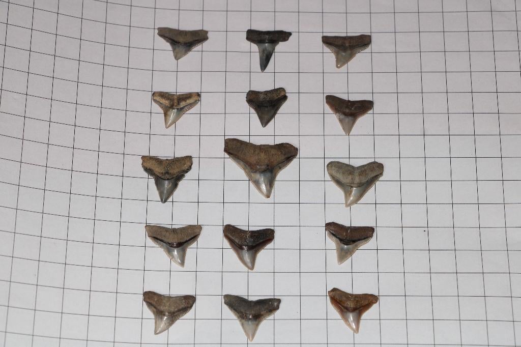 Haaientanden set, Verzamelen, Ophalen of Verzenden, Fossiel