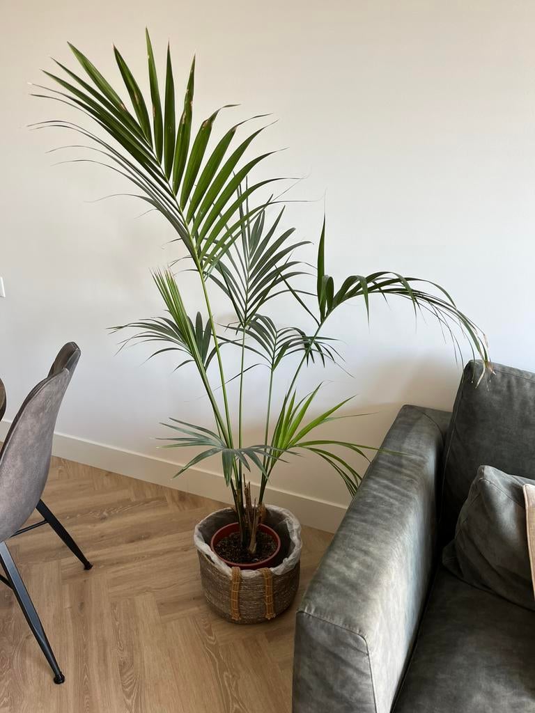 Mooie groene kamerplant, Huis en Inrichting, Kamerplanten, Ophalen of Verzenden, Halfschaduw, 150 tot 200 cm