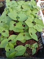 Sto Sperziebonen plantjes (Westlandse)in pot 1,50 per pot., Tuin en Terras, Planten | Tuinplanten, Ophalen of Verzenden, Eenjarig