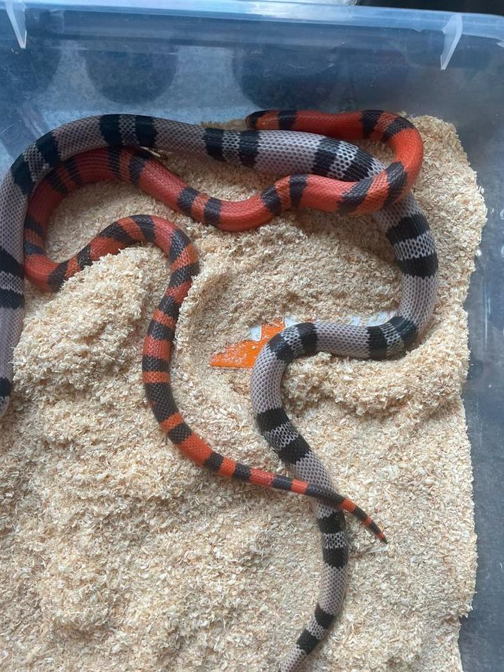 1-1 Lampropeltis Kingsnake - female for sale from Eddy