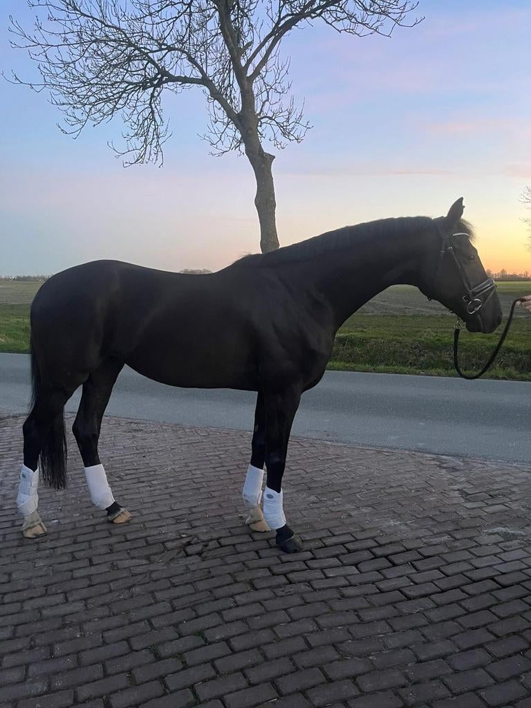 Super knappe ruin!, Dieren en Toebehoren, Paarden, Ruin, Dressuurpaard, 3 tot 6 jaar