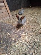 Te koop 2 jongen konijnen., Dieren en Toebehoren, Konijnen, Meerdere dieren, Groot