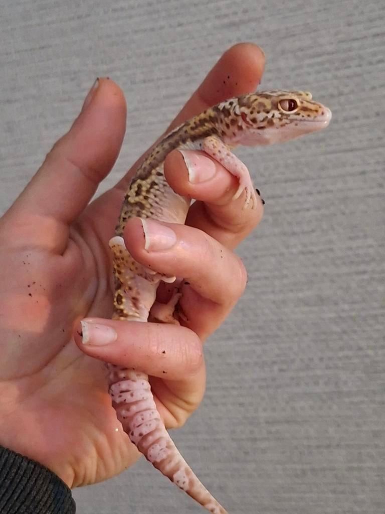 Lieve luipaard gekko Eclipse albino morph Leopard Gecko - female for sale from poké1collection