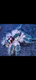 Vogelspin , Caribena versicolor , Metallica , avicularia, Dieren en Toebehoren, Ophalen of Verzenden, Gebruikt, Terrarium of Paludarium