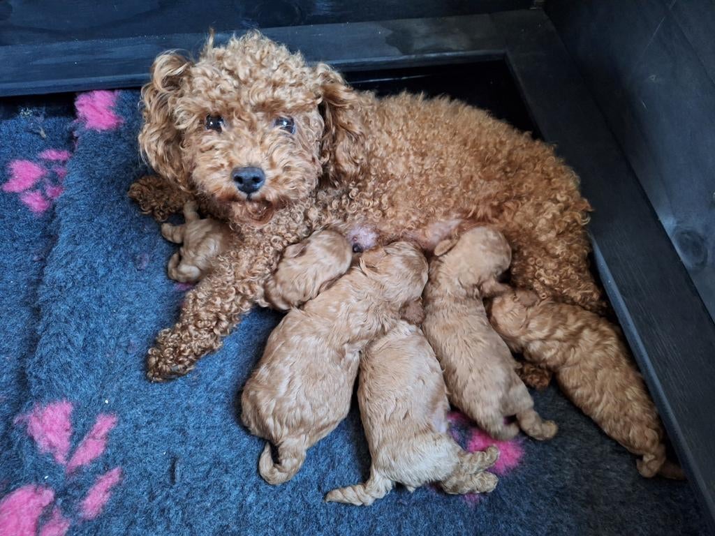 Nu te reserveren! Raszuivere Toypoedel pups!, Poedel, 8 tot 15 weken, Meerdere, Meerdere dieren