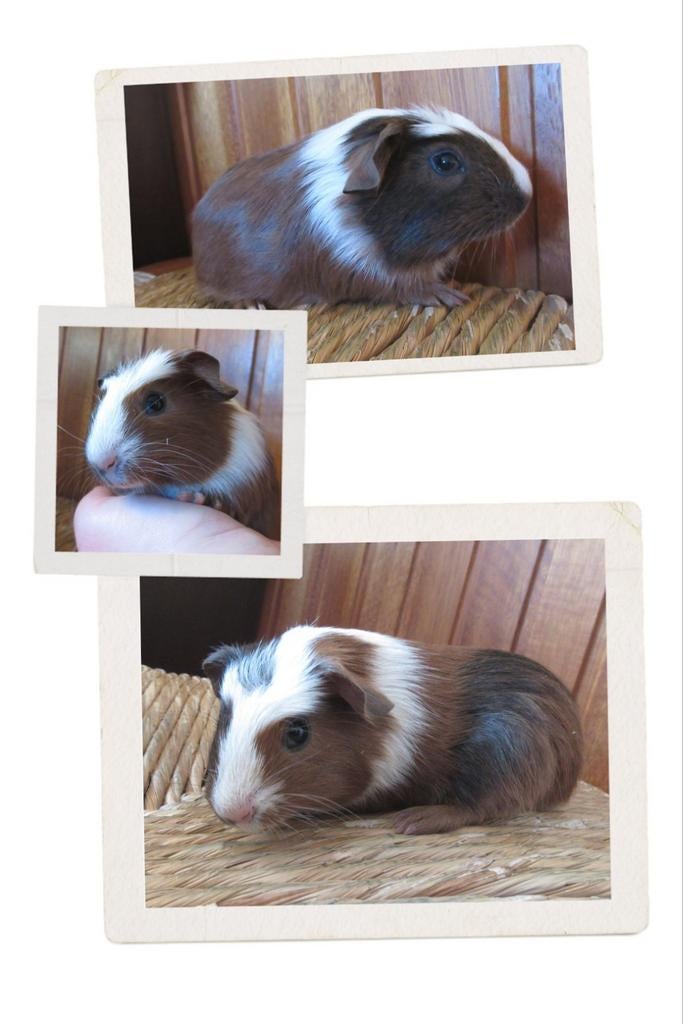 Baby cavia Bruno te koop!, Maart, Mannelijk, Cavia