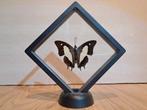 Unieke Opgezette Vlinder in Modern Zweefframe – Perfect Kado, Ophalen of Verzenden, Zo goed als nieuw, Insect, Opgezet dier