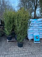 Ilex Crenata Green Hedge - Strakke Haag (125-175 cm), Ophalen, Overige soorten, Haag, 100 tot 250 cm
