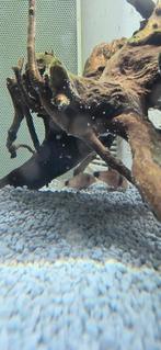 2 corydoras panda, gratis af halen, Dieren en Toebehoren, Vissen | Aquariumvissen, Vis, Zoetwatervis, Schoolvis