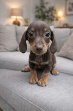 Dwerg teckel puppy’s te koop, Parvo, 8 tot 15 weken, Korthaar, Dwerg