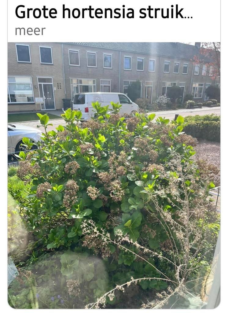 Grote hortensia struik.GRATIS ophalen  in  Wapenveld, Tuin en Terras, Planten | Tuinplanten, Volle zon, Vaste plant, Zomer, Ophalen