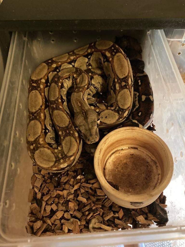 Jonge boa’s constrictor imperator, Dieren en Toebehoren, Reptielen en Amfibieën, Slang, 0 tot 2 jaar