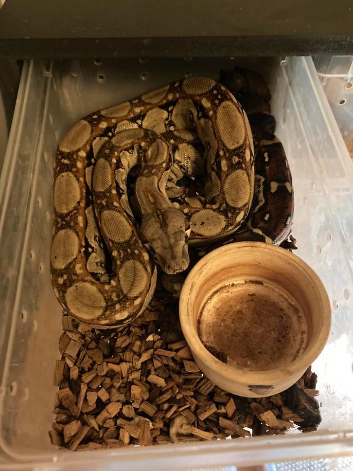 Jonge boa’s constrictor imperator Boa Constrictor - unknown for sale from swen