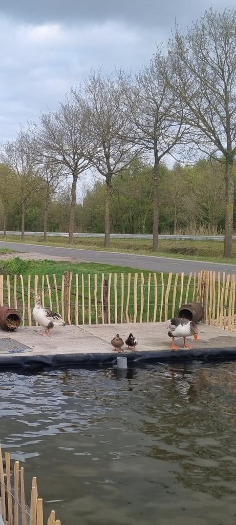 Twense landganzen, Meerdere dieren, Eend