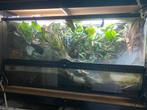 1.1 leucomela bolivar (adults) + exoterra terrarium 90x45x45, Ophalen, Zo goed als nieuw
