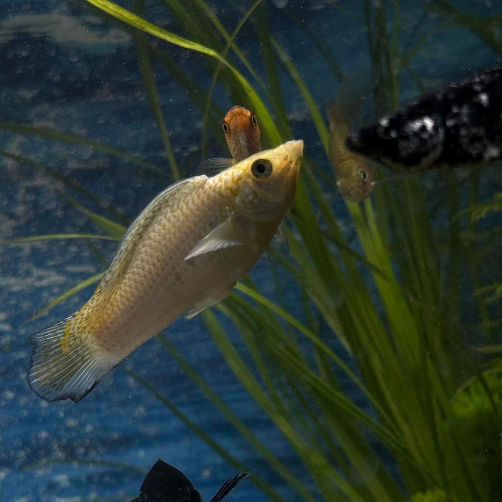 Hoogvin molly, Dieren en Toebehoren, Vissen | Aquariumvissen, Vis