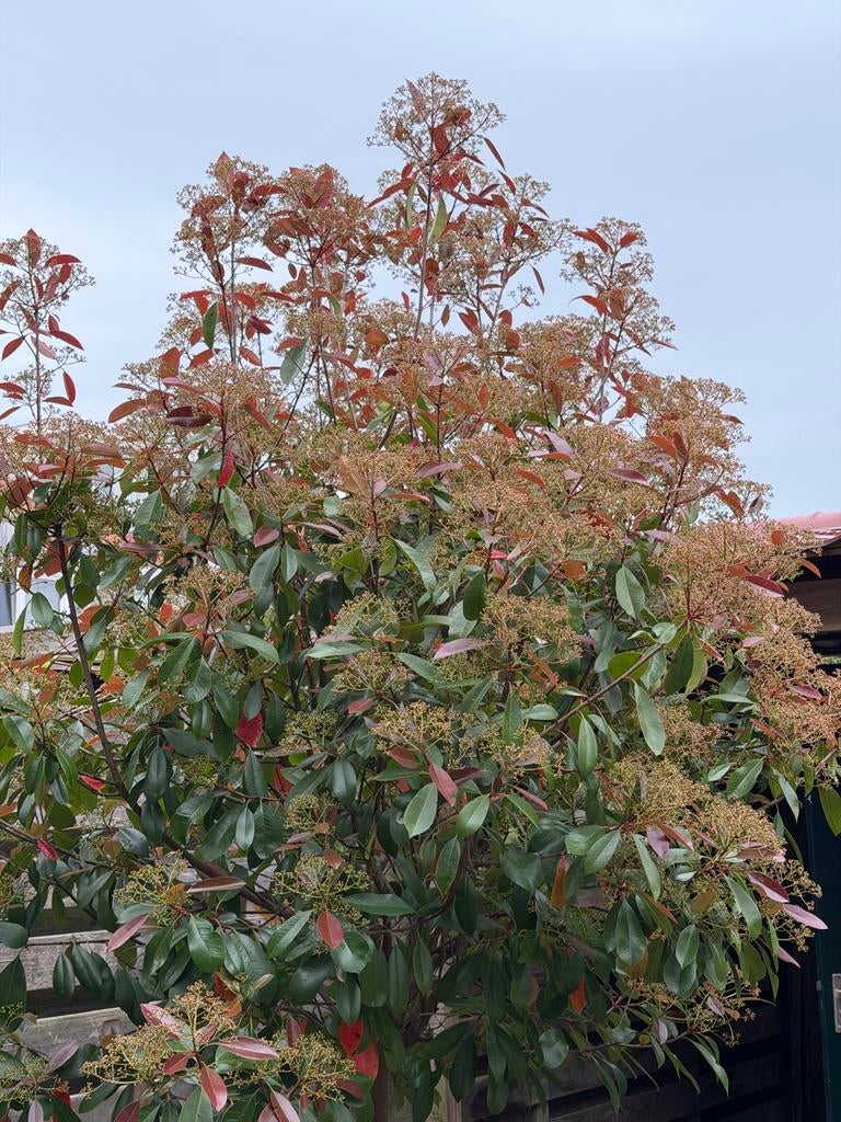 Mooie Photinia Fraseri (Red Robin) boom, Tuin en Terras, Overige soorten, Lente, 100 tot 250 cm, Ophalen