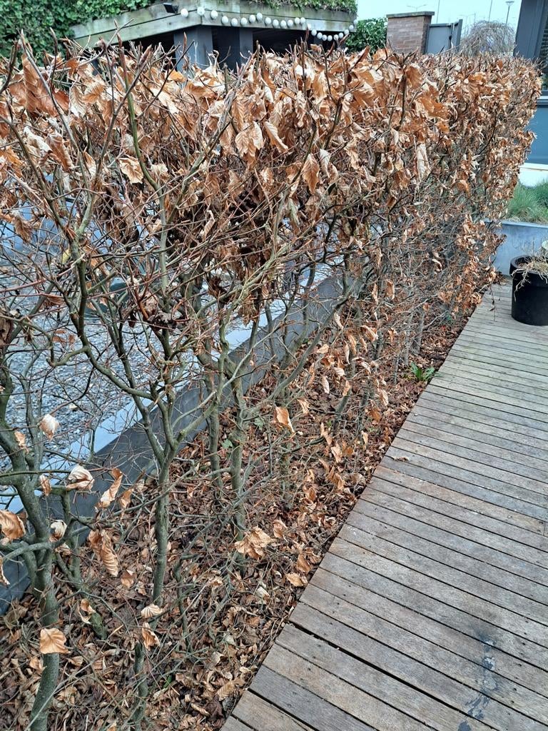 Beukenhaag 140cm hoog, 450cm breed, Ophalen, Beukenhaag, Haag, 100 tot 250 cm