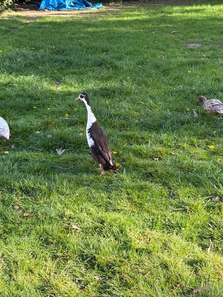 goed huis gezocht, Dieren en Toebehoren, Eend