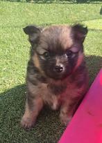 Pomchi pup reutje – kruising Pomeranian x Chihuahua, 8 tot 15 weken, Meerdere, Nederland, Particulier