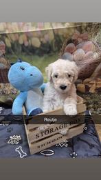 Mooie medium Labradoodle pups, Parvo, 8 tot 15 weken, Meerdere, Meerdere dieren