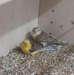 Bruinrug goudmussen, Meerdere dieren