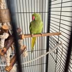Halsbandparkiet, Dieren en Toebehoren, Vogels | Parkieten en Papegaaien, Vrouwelijk, Parkiet
