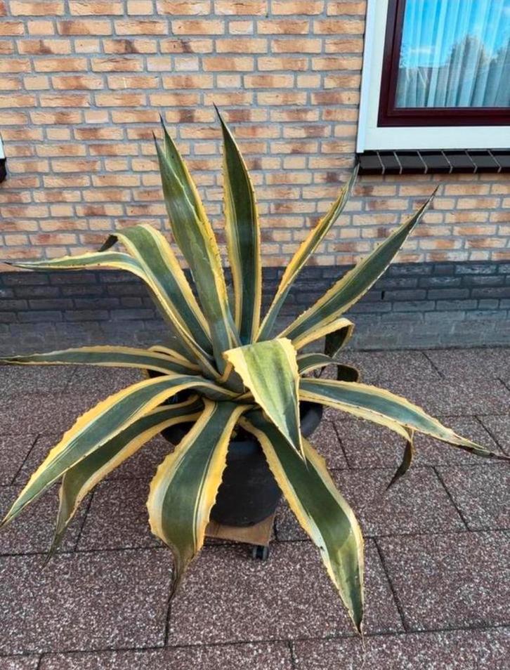 Grote, prachtige Agave - 1.10m hoog, 1.20m doorsnee, Tuin en Terras, Planten | Tuinplanten, Vaste plant, Overige soorten, Volle zon