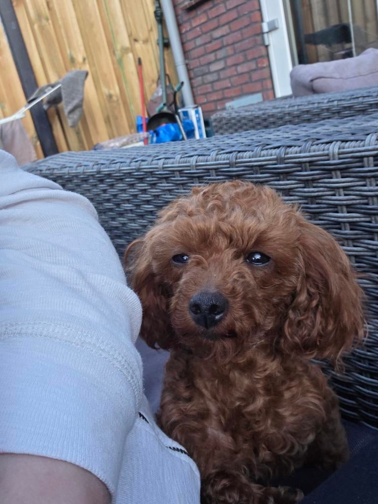 Toy poedel teefje Chinees, Dieren en Toebehoren, Poedel, Teef, Eén hond, 3 tot 5 jaar