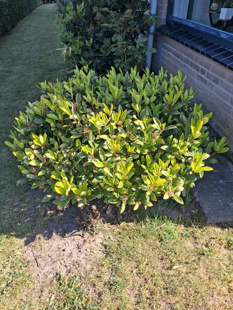 Plant, Vaste plant, Bloeit niet, Halfschaduw, Ophalen