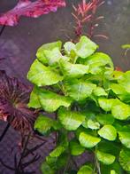 Chinese klimop plant, Ophalen of Verzenden, Plant(en), Steen of Hout