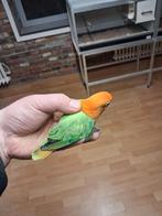 Agapornis fischeri opaline wildkleur, Meerdere dieren, Dwergpapegaai of Agapornis, Geringd