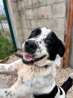 Waar mag deze lieve reu Soco komen wonen?, Dieren en Toebehoren, Particulier, Buitenland, Parvo, Eén hond