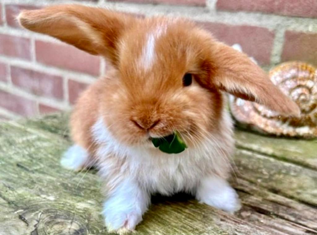 Franse hangoren, Dieren en Toebehoren, Meerdere dieren, Groot, Hangoor, 0 tot 2 jaar