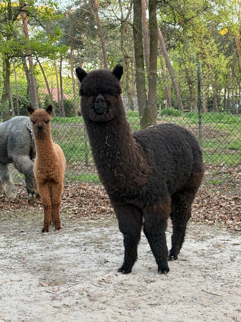 Alpaca merrie, Dieren en Toebehoren, November, Meerdere dieren