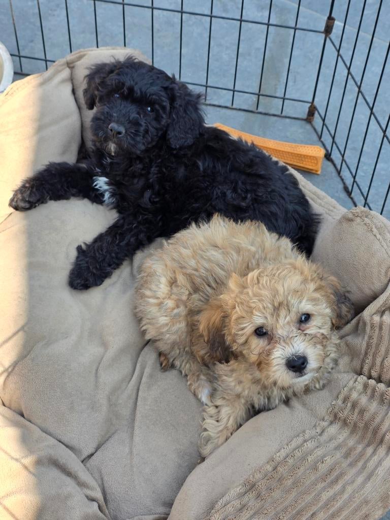super leuke maltipoo pups nog 2 beschikbaar, Overige rassen, 8 tot 15 weken, Meerdere, Meerdere dieren