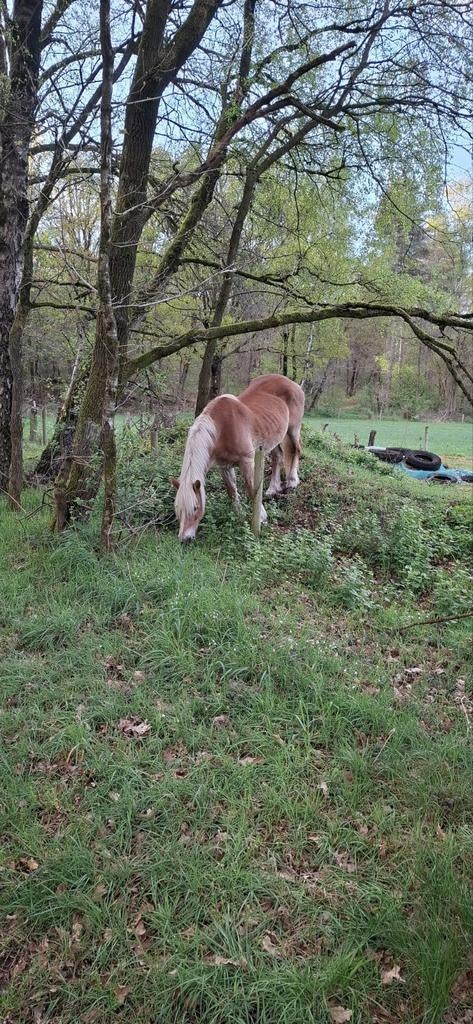 Weide maatje gezocht voor onze oude haflinger