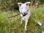 Bordercollie Dekreu, Reu, 1 tot 2 jaar, Parvo, Eén hond