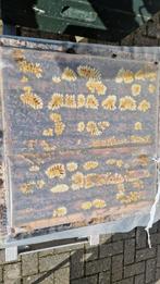 Bijenvolken Buckfast en Carnica zie advertentie, Bijen