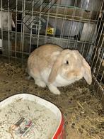 2 Franse Hangoor mannen, Mannelijk, Groot, Hangoor, 0 tot 2 jaar