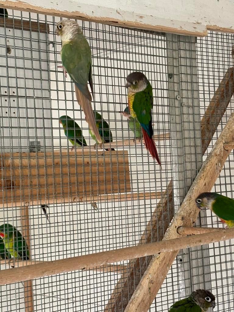 5 pyrrhura parkieten, Meerdere dieren, Parkiet