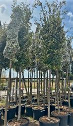 Quercus ilex (Steeneik) hoogstam 🌳, Ophalen