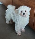 Lieve Havanezer teefje zoekt goudenmand, Dieren en Toebehoren, Teef, Parvo, Eén hond, Nederland