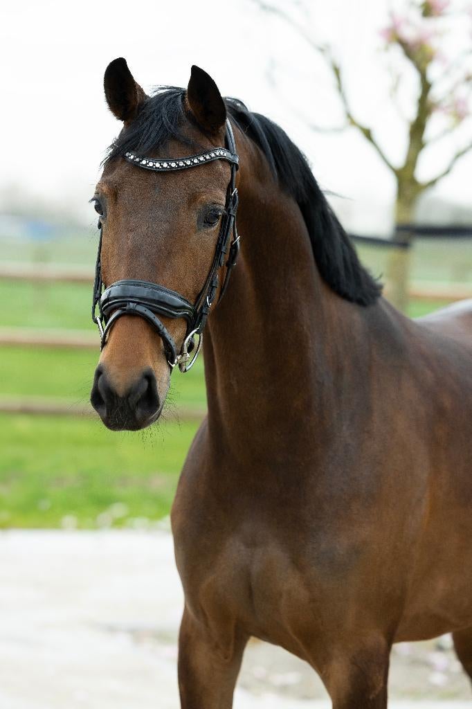 merrie beleerd sport/fok paarden, Dieren en Toebehoren, Merrie, Met stamboom, Niet van toepassing, Dressuurpaard
