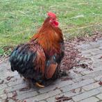 Rode Cochin haan krielkip, Mannelijk, Kip